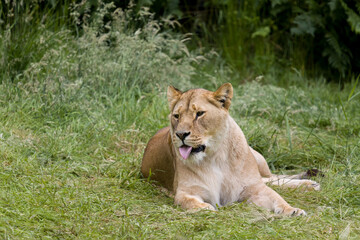 Naklejka na ściany i meble African lioness lying in grass