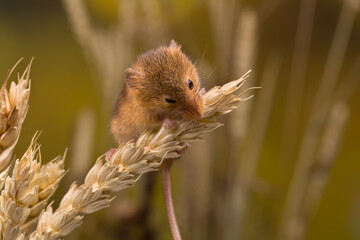 Eating Harvest Mouse