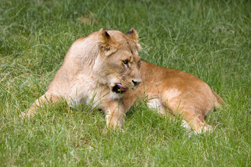 African lioness grooming