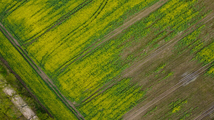 Aerial drone top view fields of rapeseed and wheat with lines from tractor tracks on sunny spring or summer day. Nature background, landscape photography