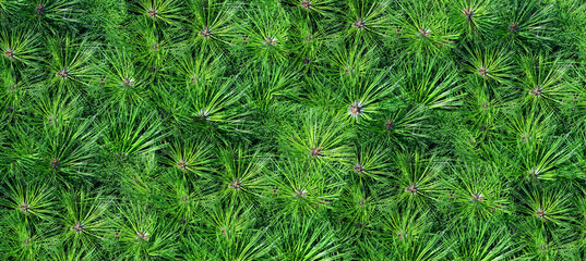 Fototapeta na wymiar Green background of evergreen tree needles