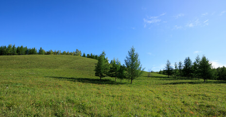 Green trees and grasses on mountain under blue sky