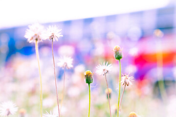 street grass flowers with blurred colorful graffiti background