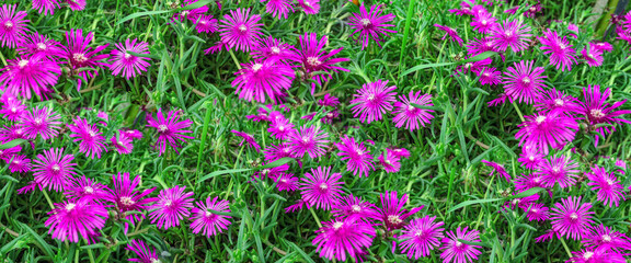Delosperma cooperi pink sunny flowers