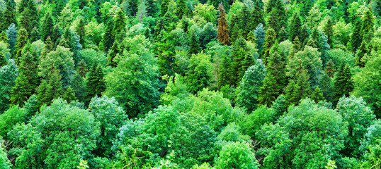 Aerial view of green forest trees