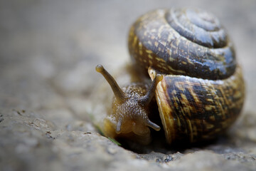snail on a stone