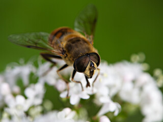 Fly Makro
