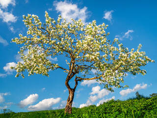 Blooming apple tree on a blue sky background. Natural spring background.