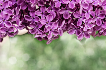 Fototapeta na wymiar Dark purple common lilac blossom beautiful flowers