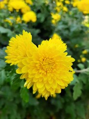 yellow flower