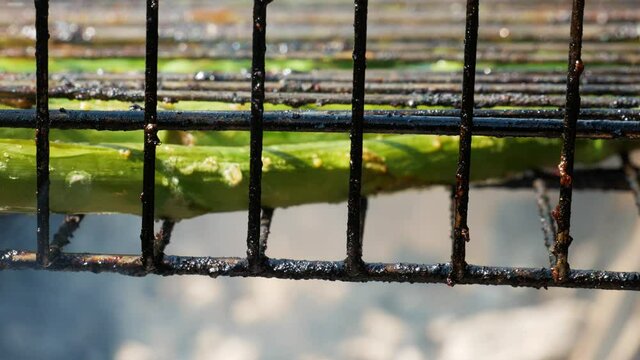 Delicious fresh asparagus cooking on wood burning bqq, close up