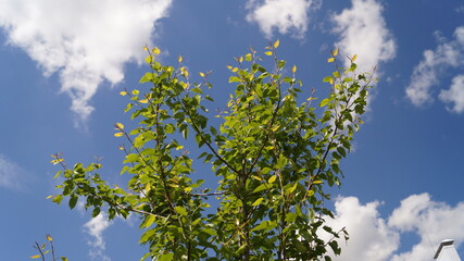 tree leaves and blue sky