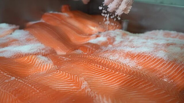 Beautiful reverse closeup of hand sprinkling salmon and trout fillets with salt - Norway fish industry - Shallow depth handheld slow motion