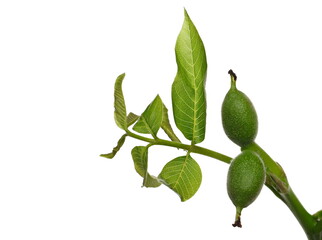 Walnut tree twig with nuts and leaves isolated on white background, clipping path