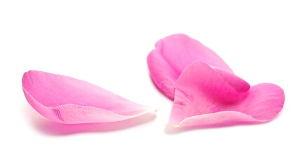 Scattered pink flower petals pile isolated on white background, closeup
