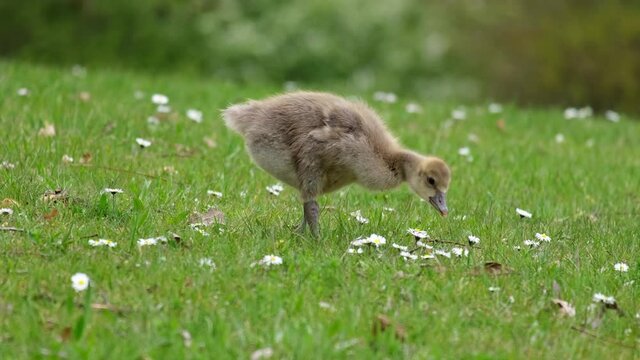Little Greylag goose (Anser anser) chick searching for food in a fresh green grass. Fluffy baby goose eating on a meadow. Cloudy spring day, many white wildflowers blooming, idyllic wildlife scene. 4k