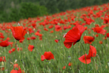 beautiful field of red poppies in tuscany