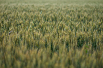 field of wheat