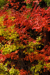 red autumn leaves