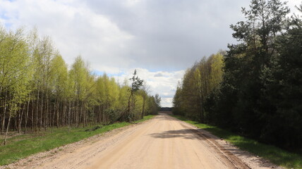 Obraz premium forest road in springtime