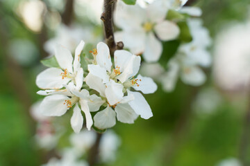 Apple tree white flowers and leaves on spring time
