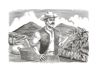 Coffee plantation landscape, farmer harvests arabica coffee berries or beans. Coffee trees and branch, basket and bag. Engraving or etching vintage style black and white vector illustration. 