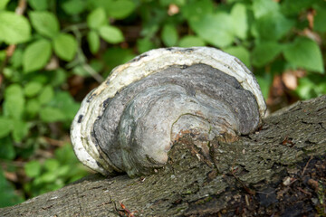 big round white black mushroom on a tree trunk