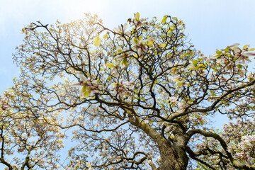 Magnolia blossom tree flowers with sky