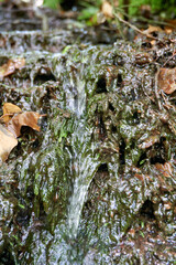 close up of a creek with moss covered stones