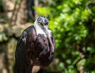 Wollhalsstorch Ciconia episcopus  in der Wildniss