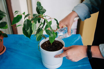 Person watering plants at home. Taking care of the plants at home. Gardening concept. 