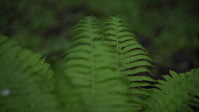 close up of the fern leaf in the forest during rainy weather