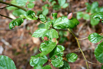 close up of leaves with Gall mites