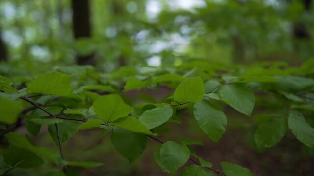 green leaves are waving in the woods during windy weather. breech leaf