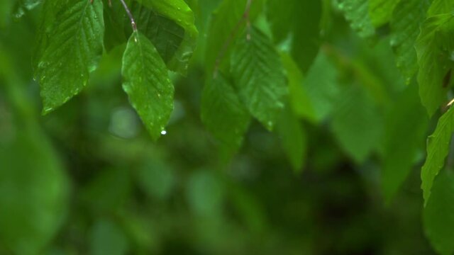 rain drops on a green leaf. breech leaves during rainy weather in the garden
