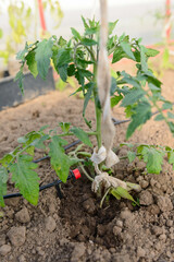 Drip irrigation for a tomato bush in a greenhouse