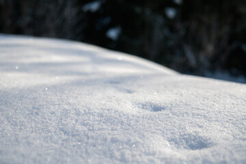 Animal traces in the white Snow. Winter wildlife in the Swedish forest.