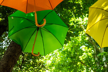 umbrella and grass