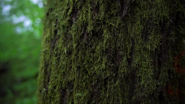 green moss on tree trunk. close up of tree 