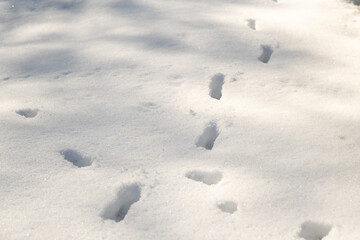 Fototapeta na wymiar Animal traces in the white Snow. Winter wildlife in the Swedish forest.