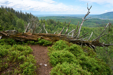 fallen dead tree trunk lies at the precipice of a mountain