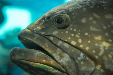 Closed up of surprised fish with open mouth inside the clean aquarium in the zoo.