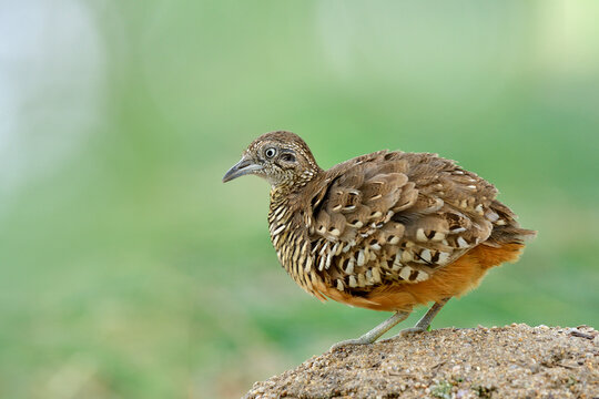 lovely brown camouflage making puffy feathers while standing over dirt pole in its habitation spot over fine blur green background in nature, male of Barred Buttonquail