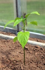 Young pepper plant growing in a greenhouse
