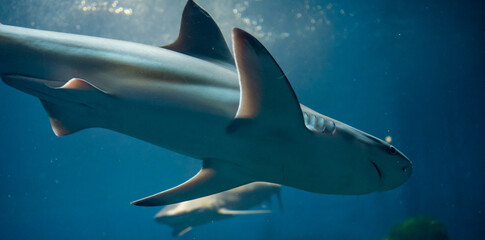 Dangerous shark swimming inside the aquarium in zoo