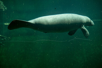 Big adult manatee swimming inside aquarium