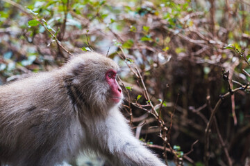 japanese macaque sitting on the ground