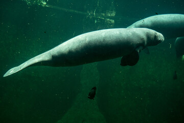 Fototapeta premium Big adult manatee swimming inside aquarium