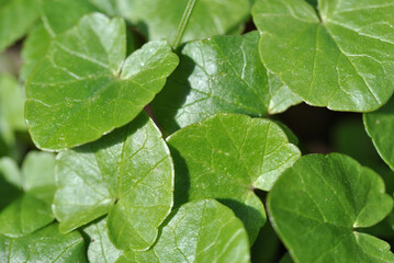 green leaf  of Ficaria verna
