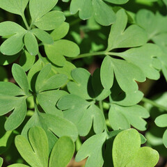 green leaves of Corydalis. Square